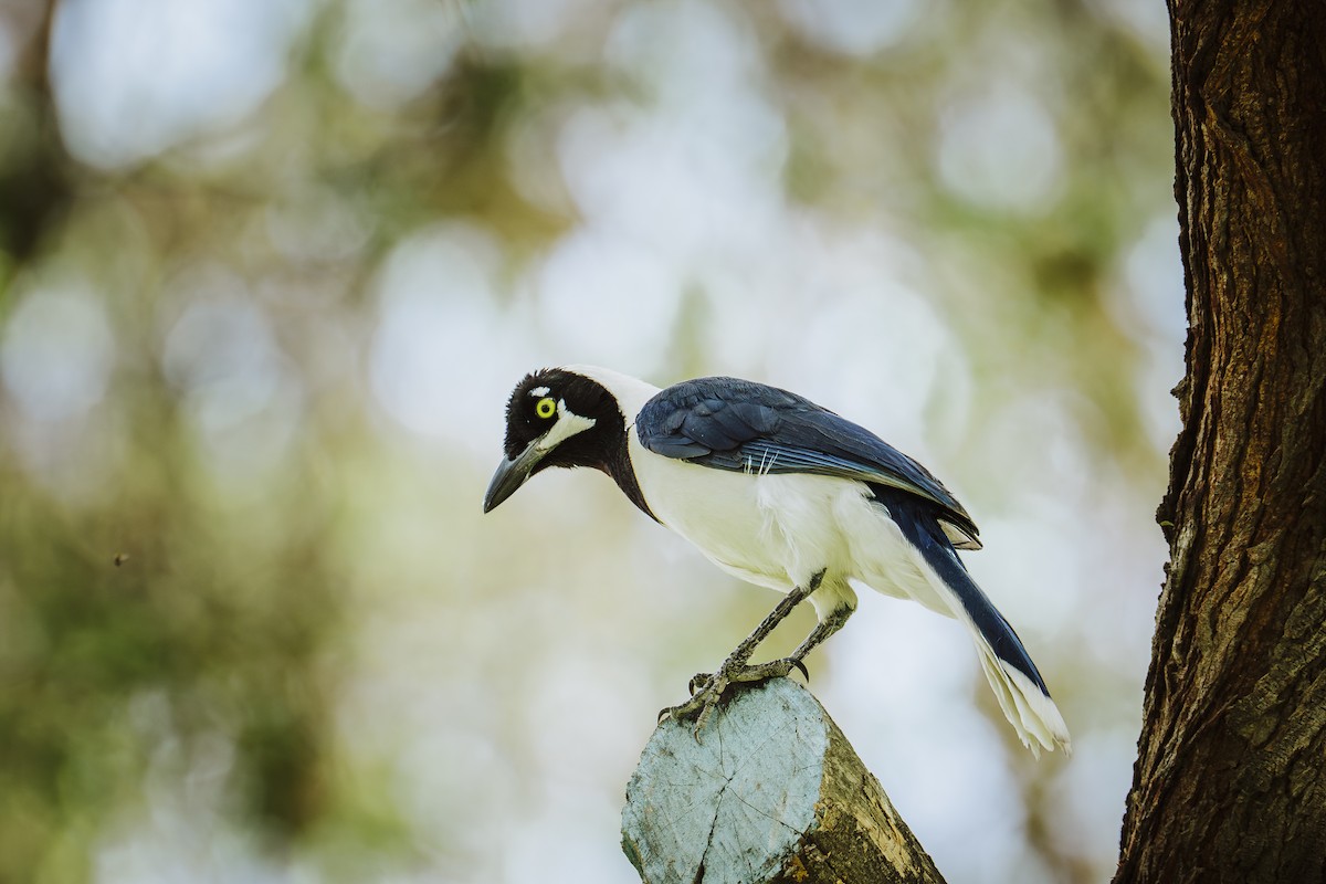 White-tailed Jay - ML645993192