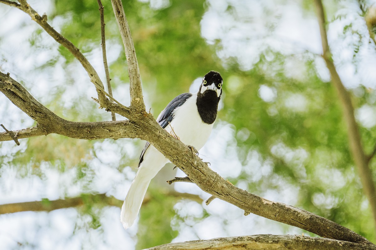 White-tailed Jay - ML645993193