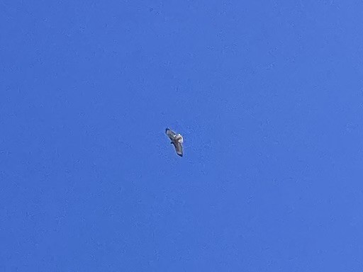 Zapelatz buztangorria - ML645993196