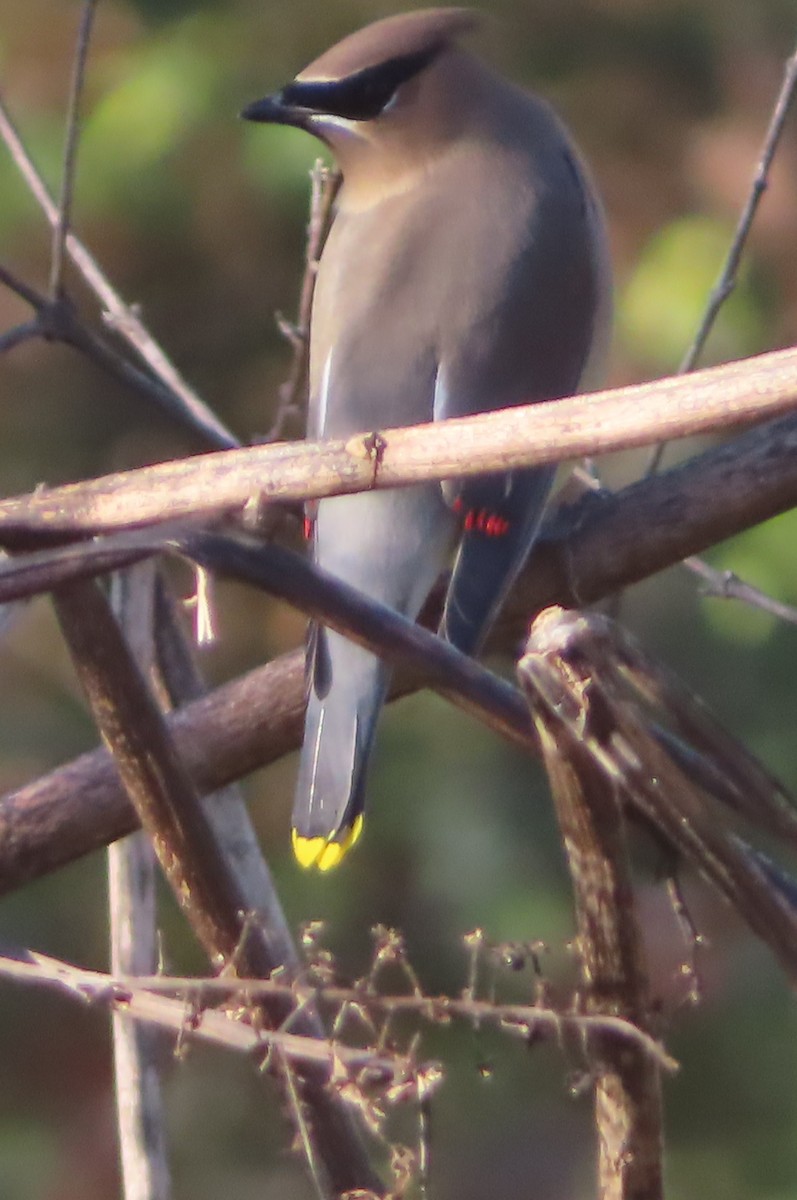 Cedar Waxwing - ML645993197