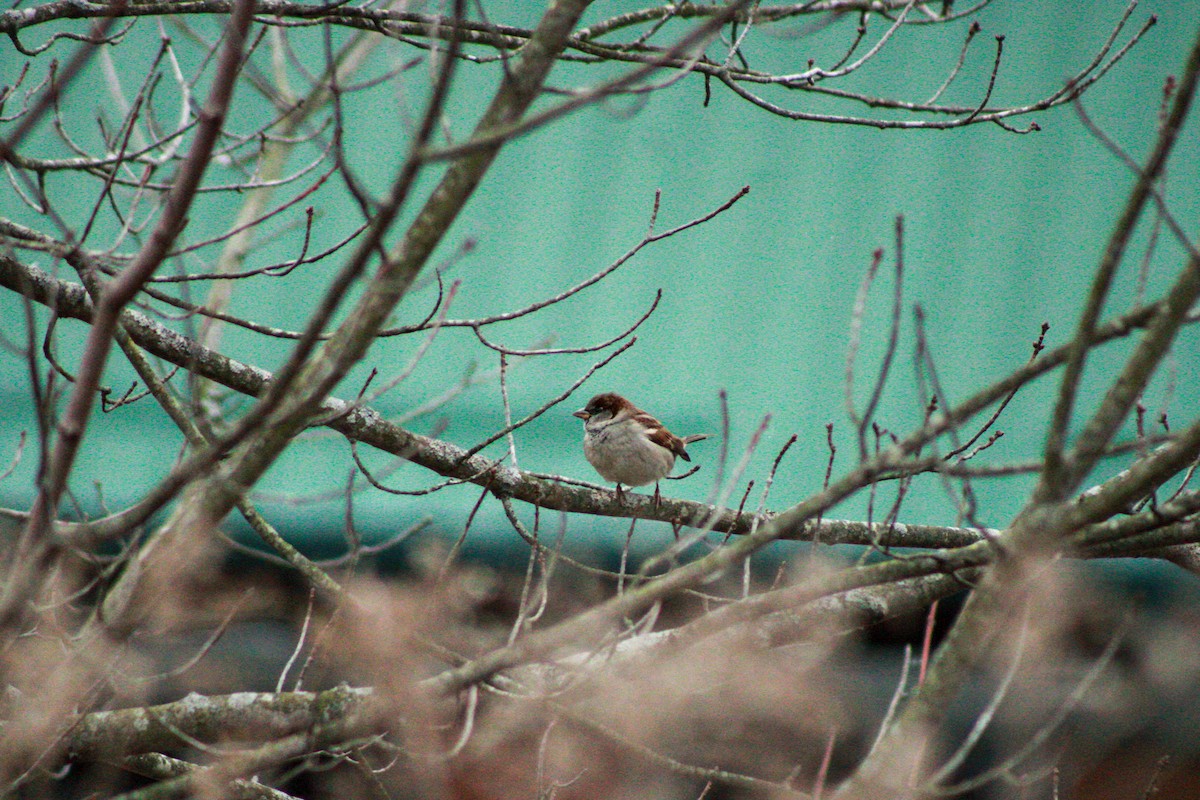 House Sparrow - ML645993204