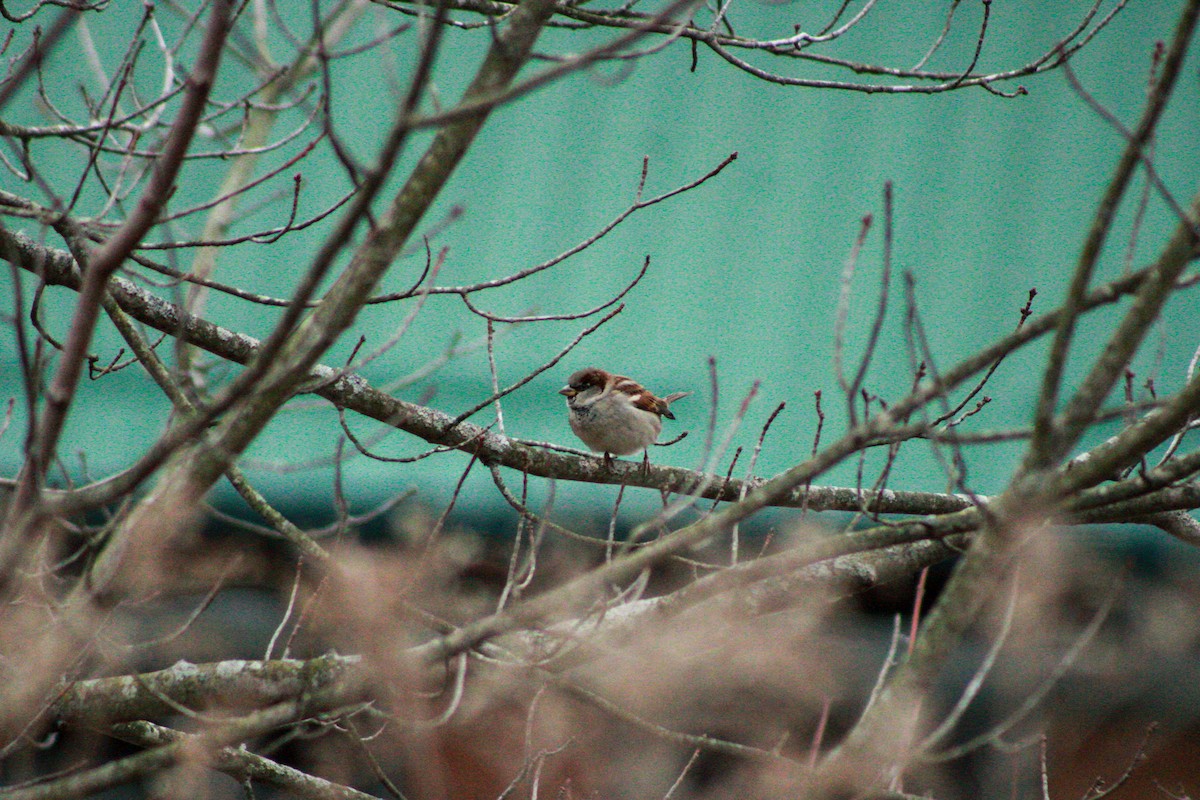 House Sparrow - ML645993205