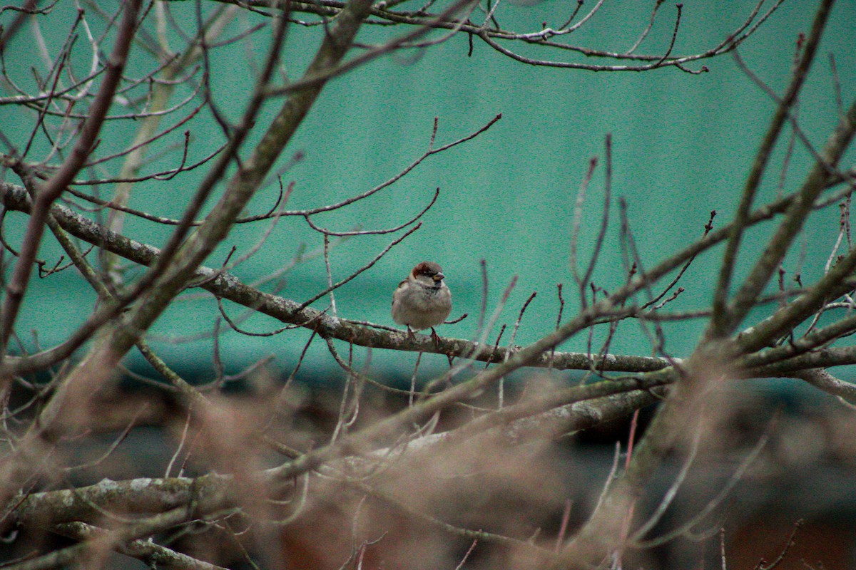 House Sparrow - ML645993206