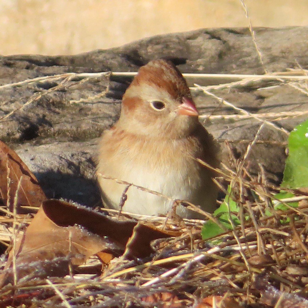 Field Sparrow - ML645993207