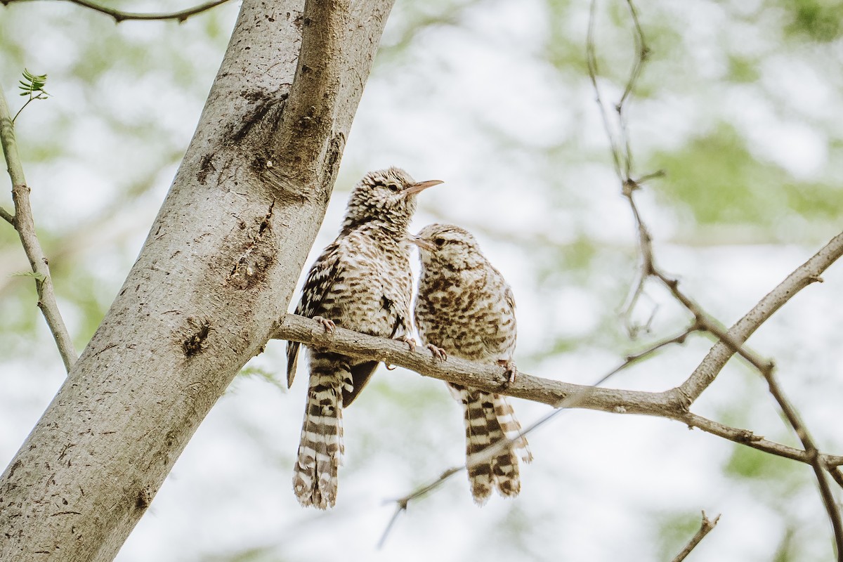 Fasciated Wren - ML645993208