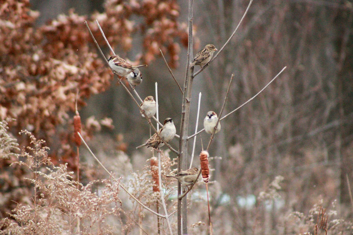 House Sparrow - ML645993209