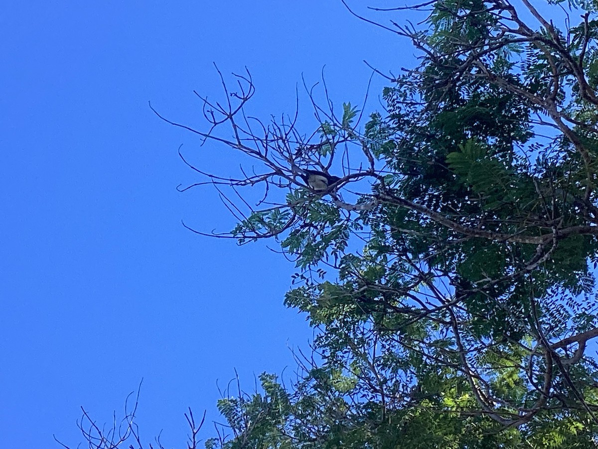 Black Phoebe - ML645993212