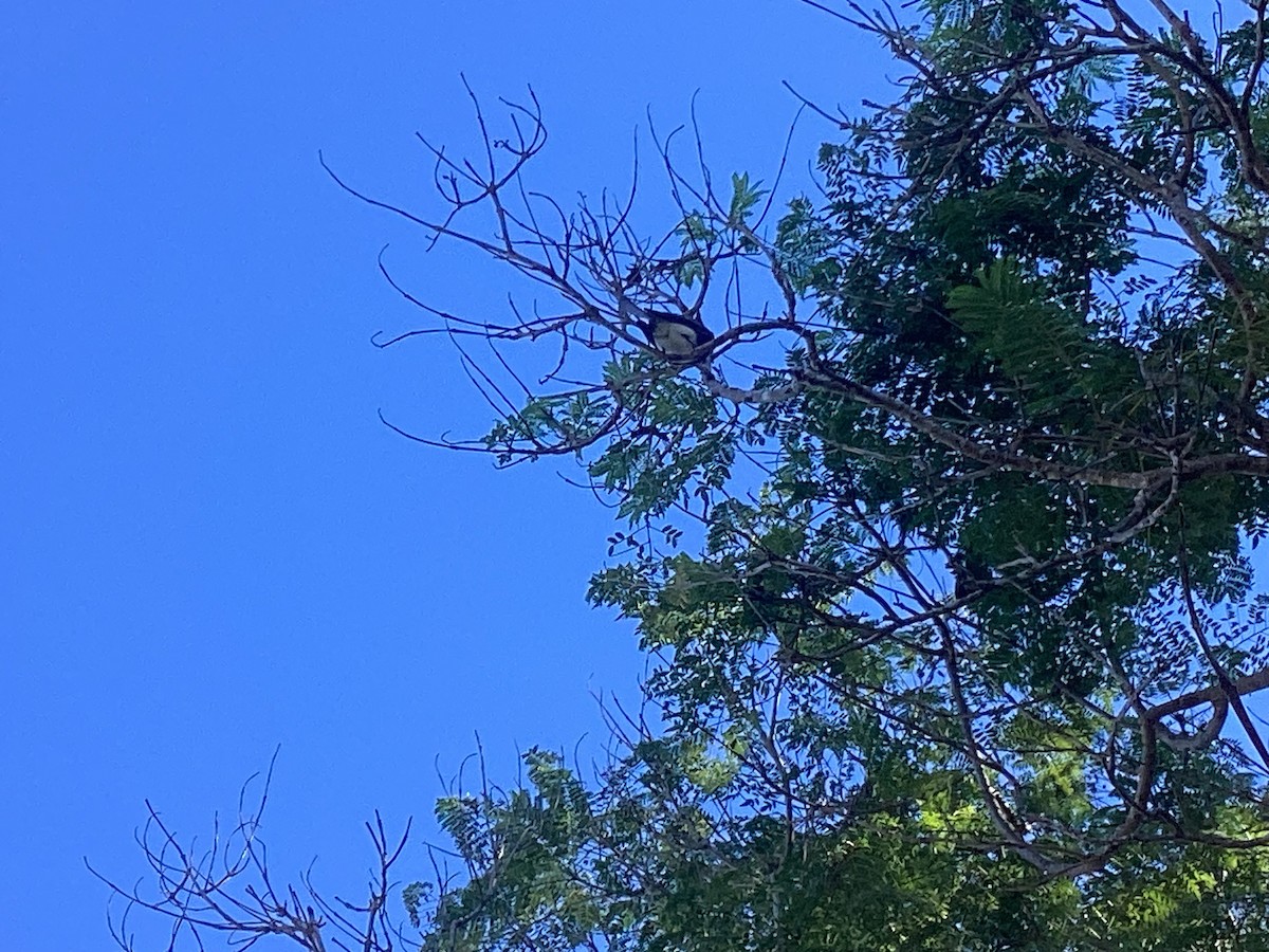 Black Phoebe - ML645993213