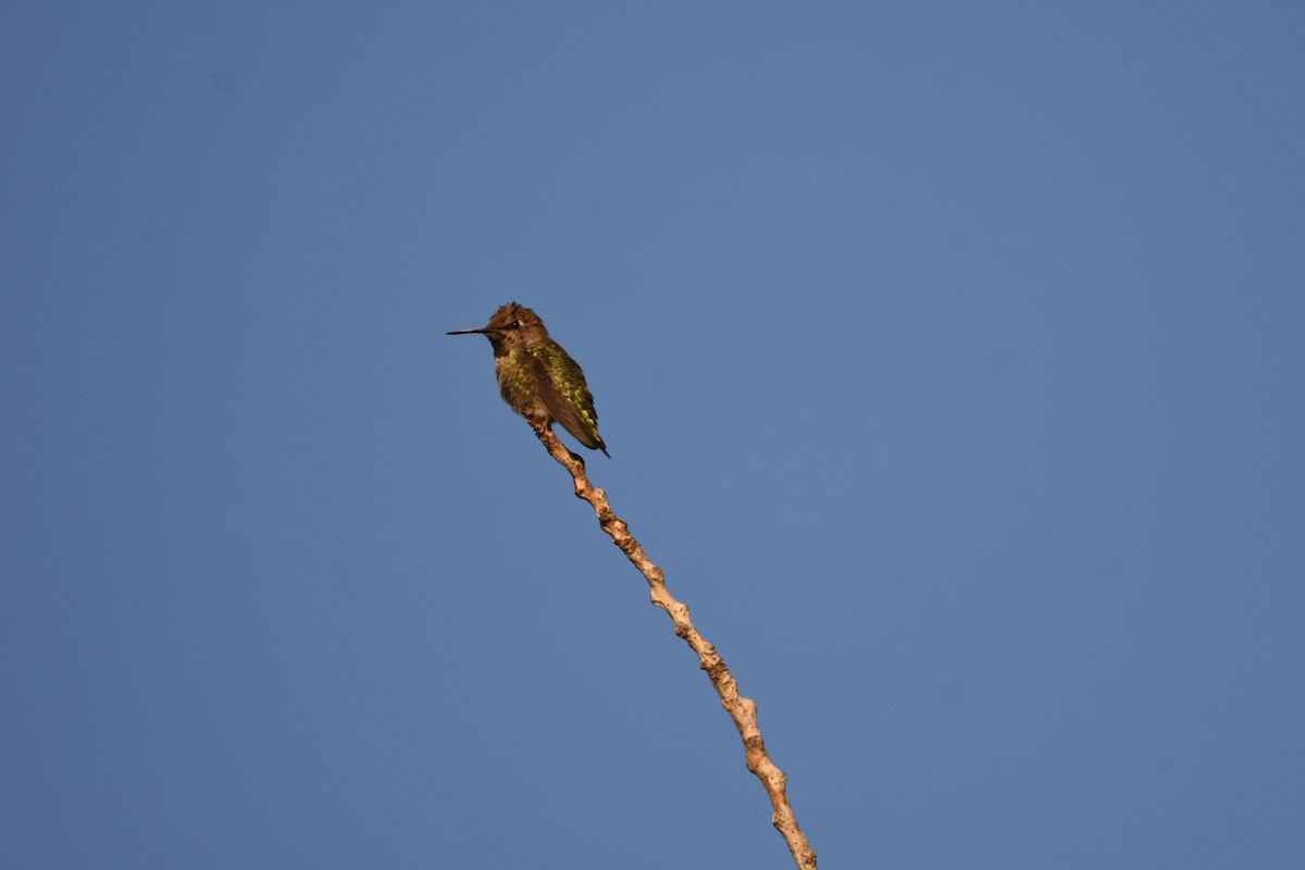 Anna's Hummingbird - ML645993223