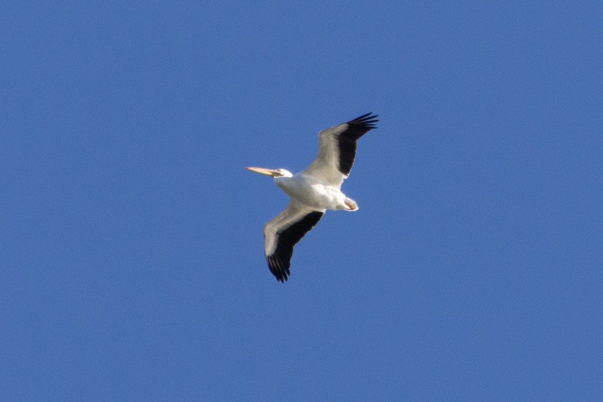 American White Pelican - ML645993227