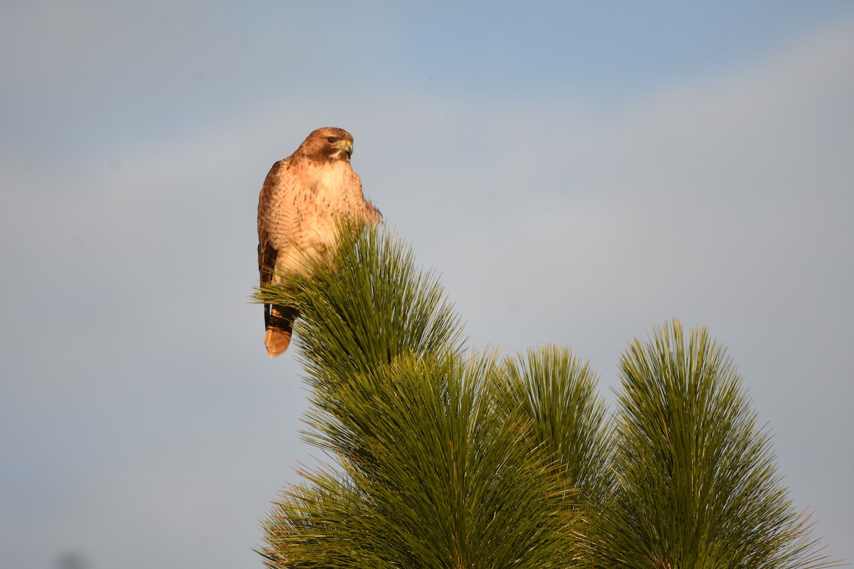 Red-tailed Hawk - ML645993228