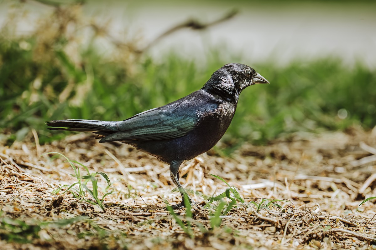 Shiny Cowbird - ML645993232