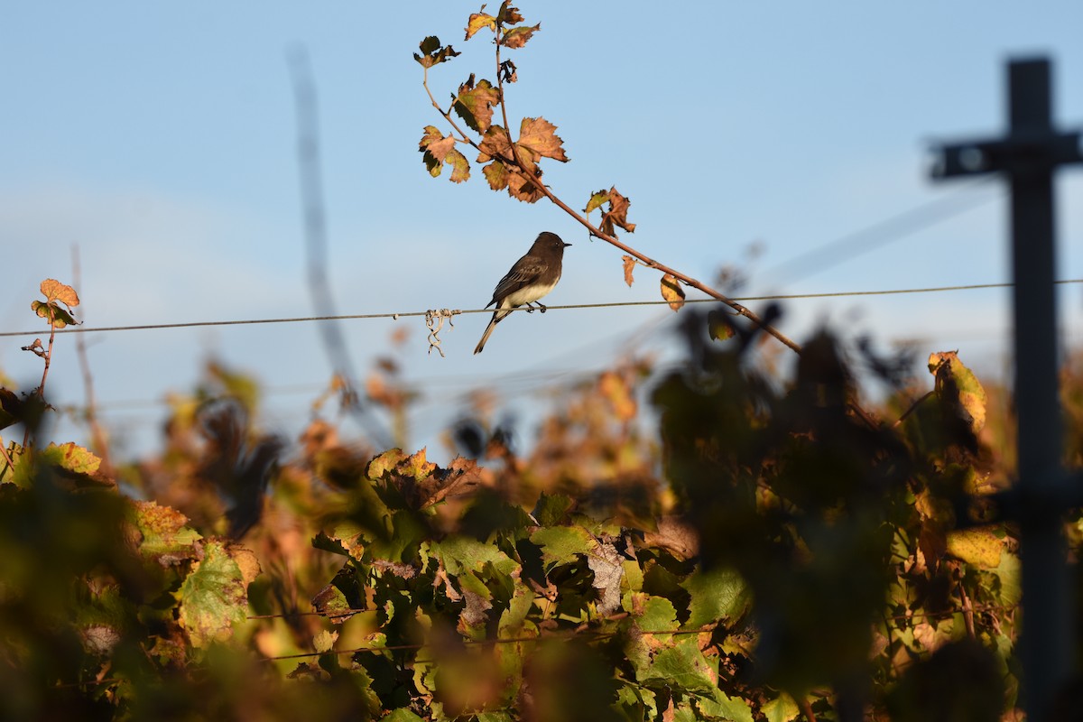 Black Phoebe - ML645993234