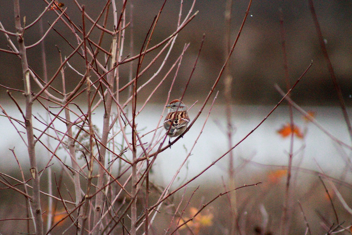 American Tree Sparrow - ML645993236