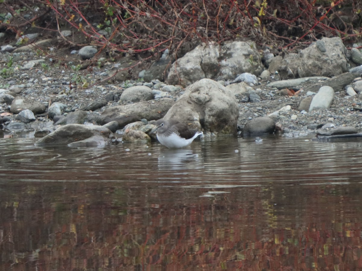 skogsnipe - ML645993237