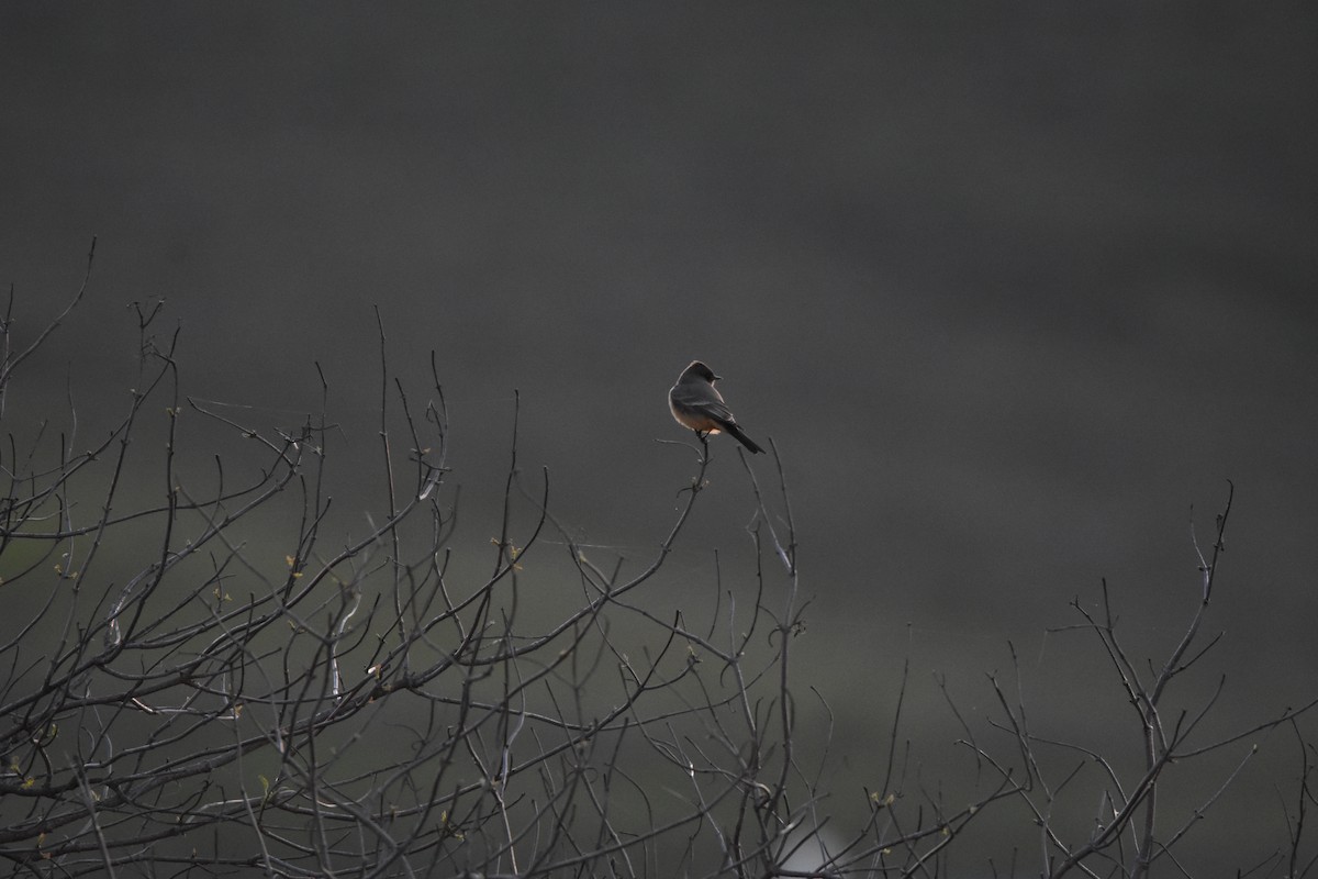 Say's Phoebe - ML645993238