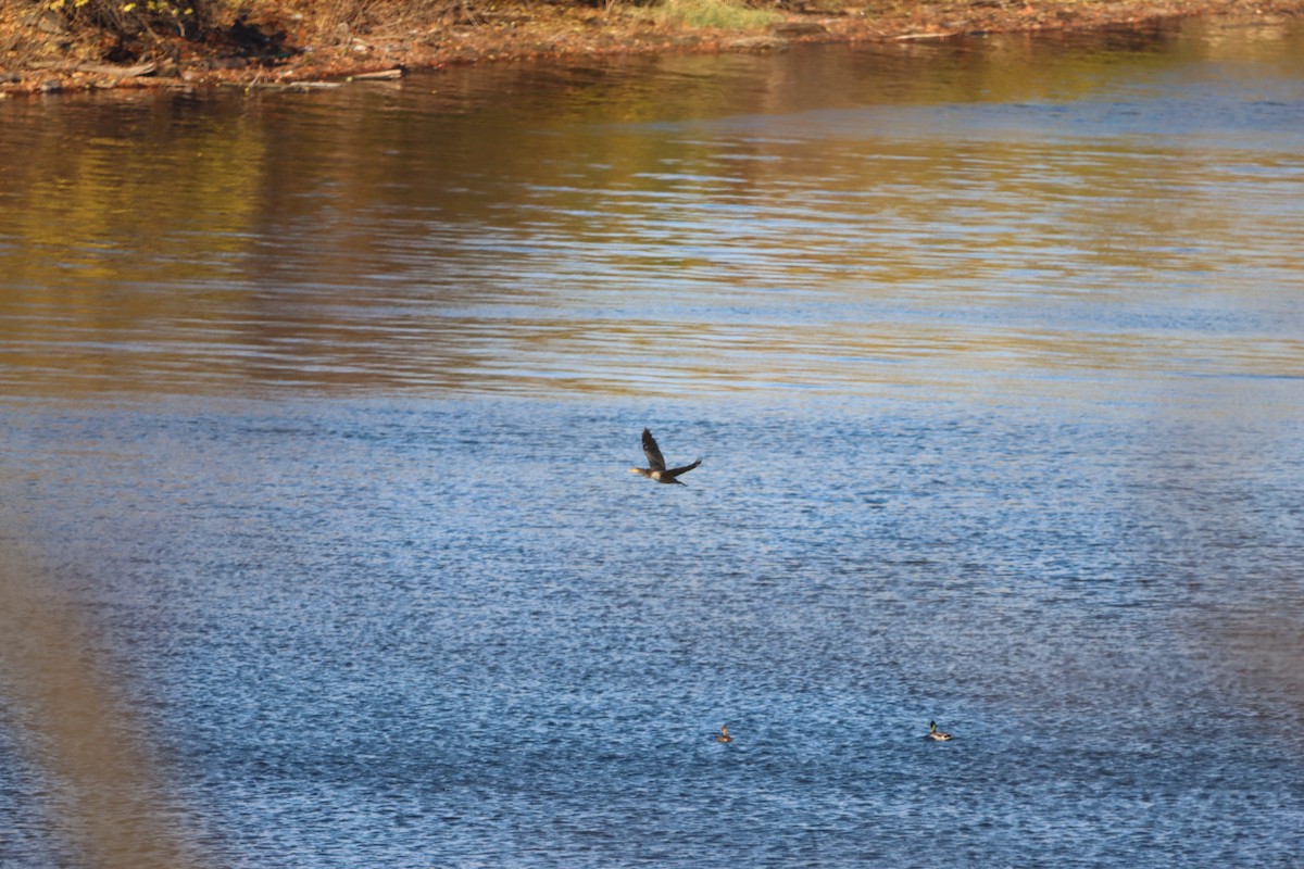 kormorán velký - ML645993239