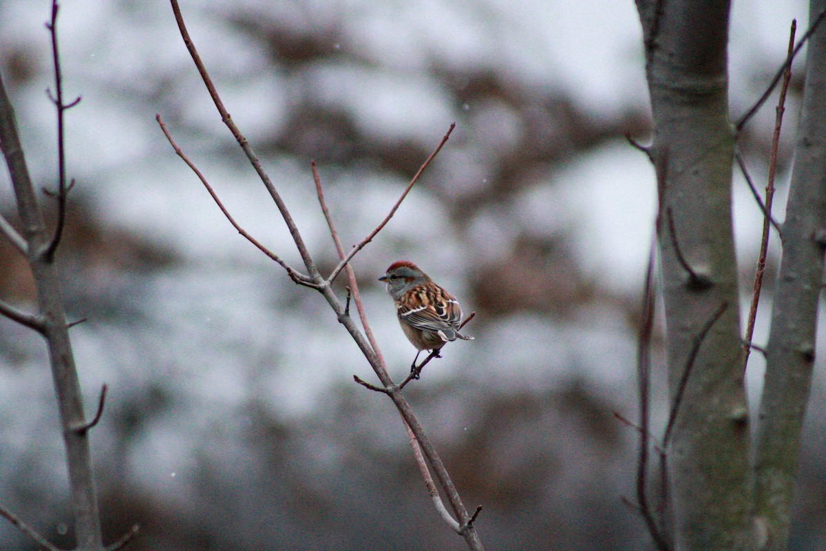 American Tree Sparrow - ML645993245
