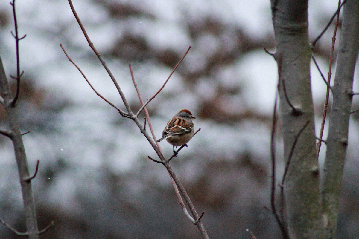 American Tree Sparrow - ML645993246