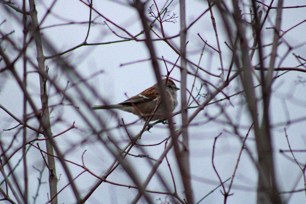 American Tree Sparrow - ML645993247