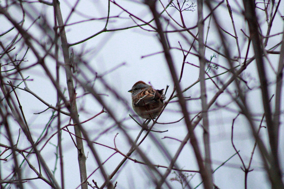 American Tree Sparrow - ML645993248