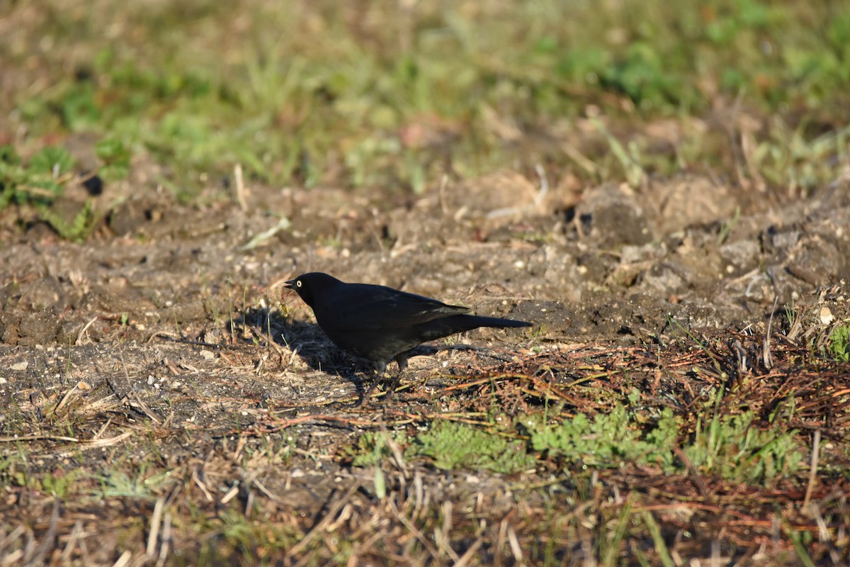Brewer's Blackbird - ML645993250