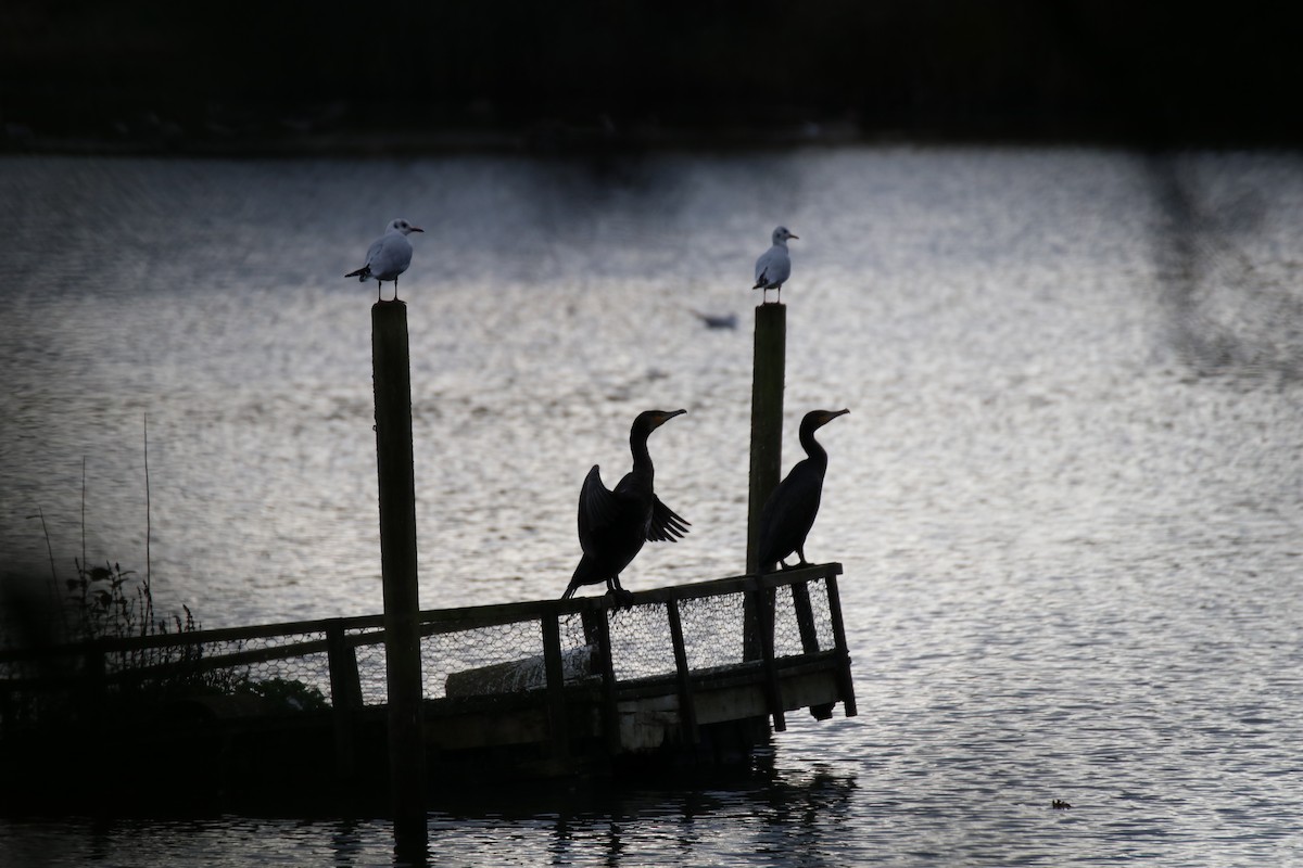 kormorán velký - ML645993251