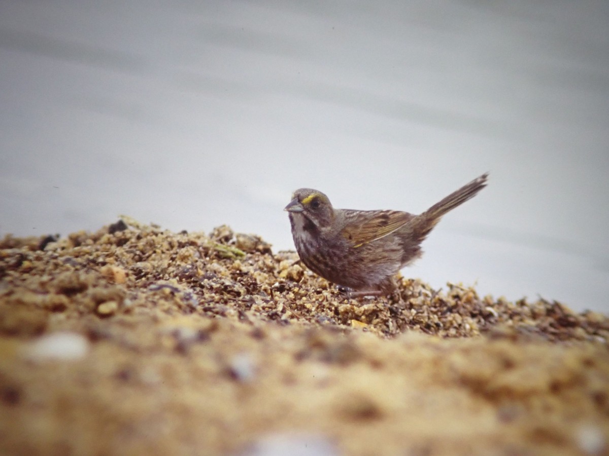 Seaside Sparrow - ML645993252