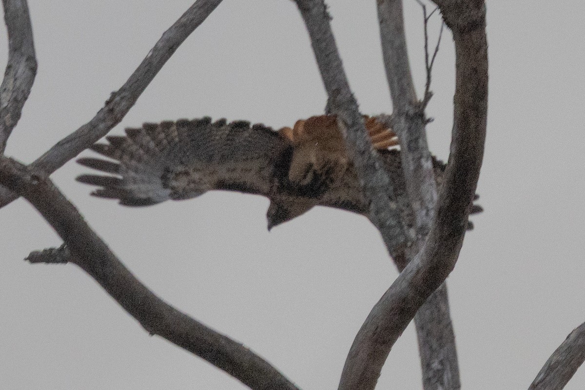 Red-tailed Hawk (abieticola) - ML645993259