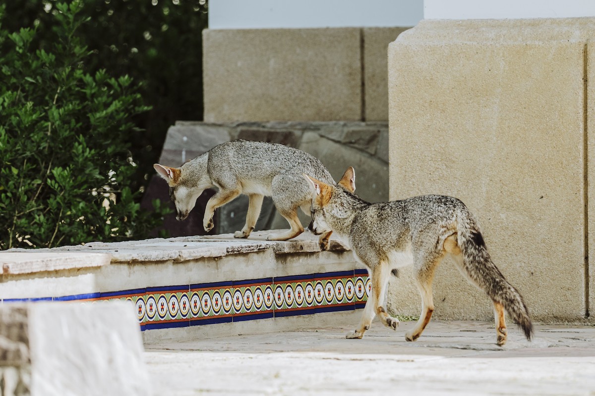 Animals - ML645993260