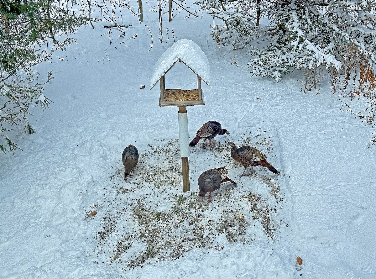 Wild Turkey - ML645993262