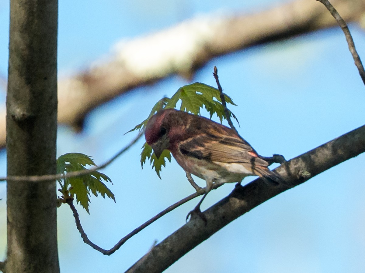 Purple Finch - ML645993265