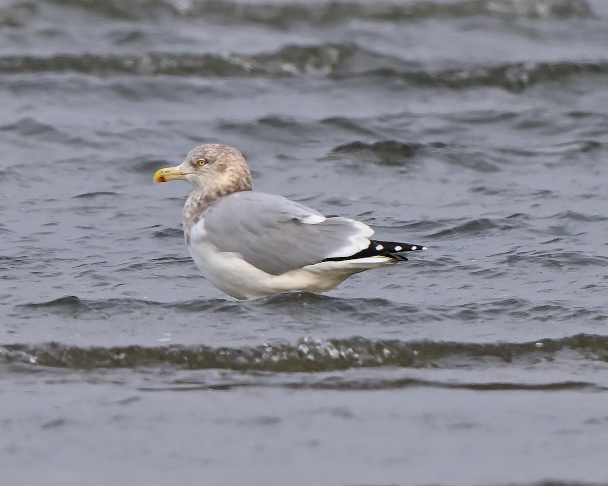 American Herring Gull - ML645993268