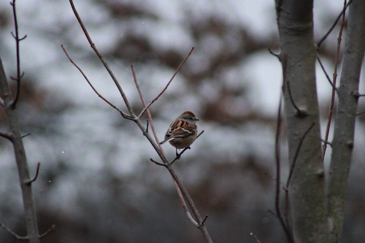 American Tree Sparrow - ML645993269