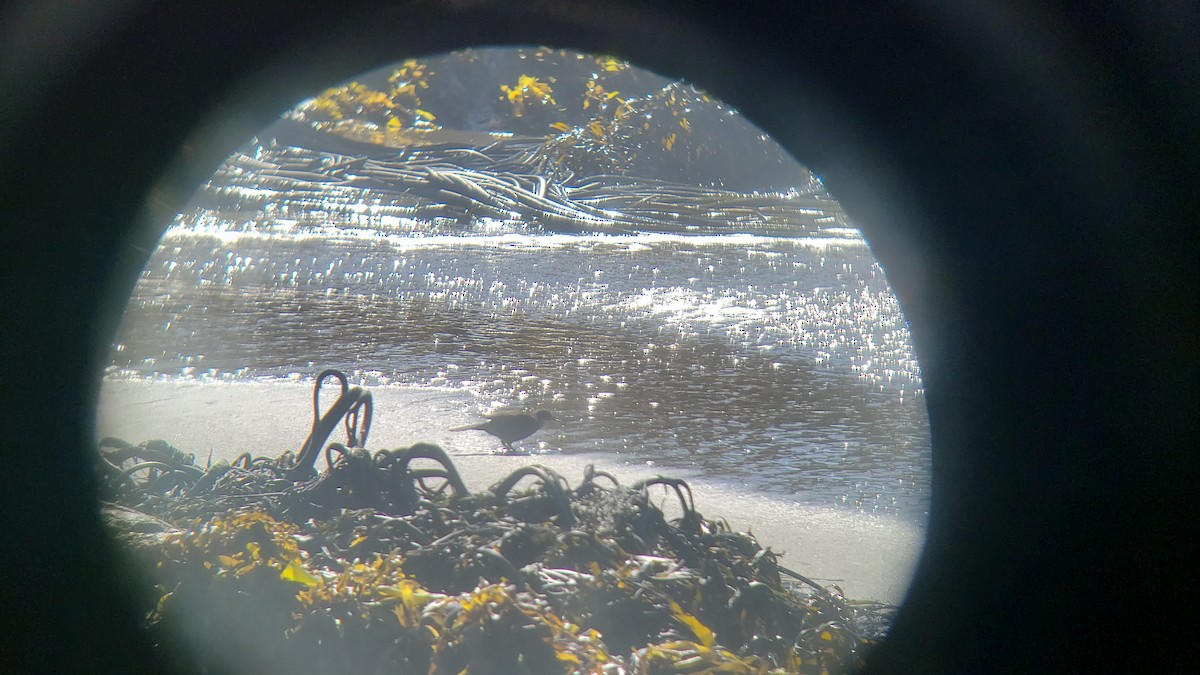 Водяная трясохвостка - ML645993270