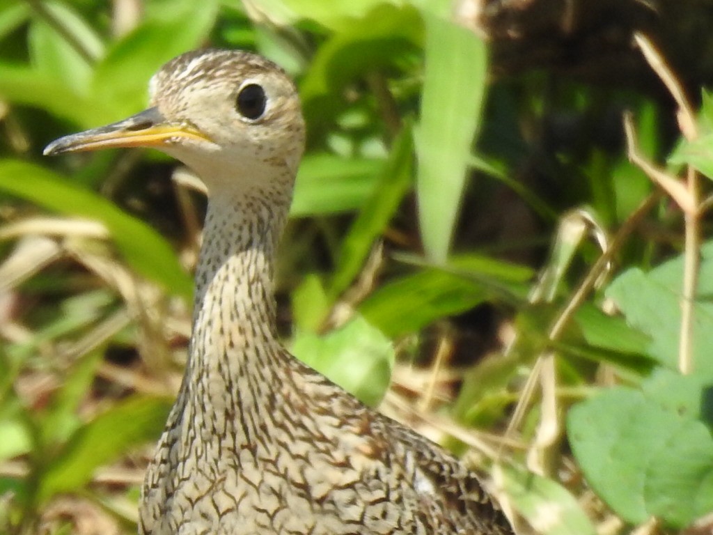Upland Sandpiper - ML645993272