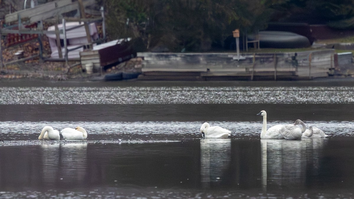Tundra Swan (Whistling) - ML645993274