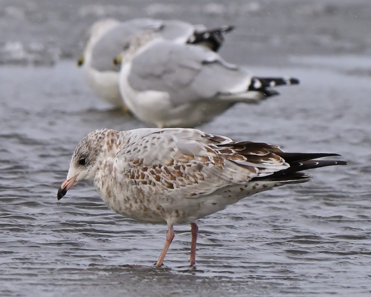 Ring-billed Gull - ML645993277