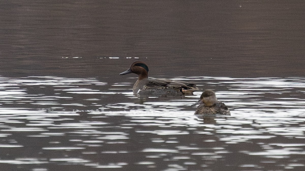 Green-winged Teal (American) - ML645993278