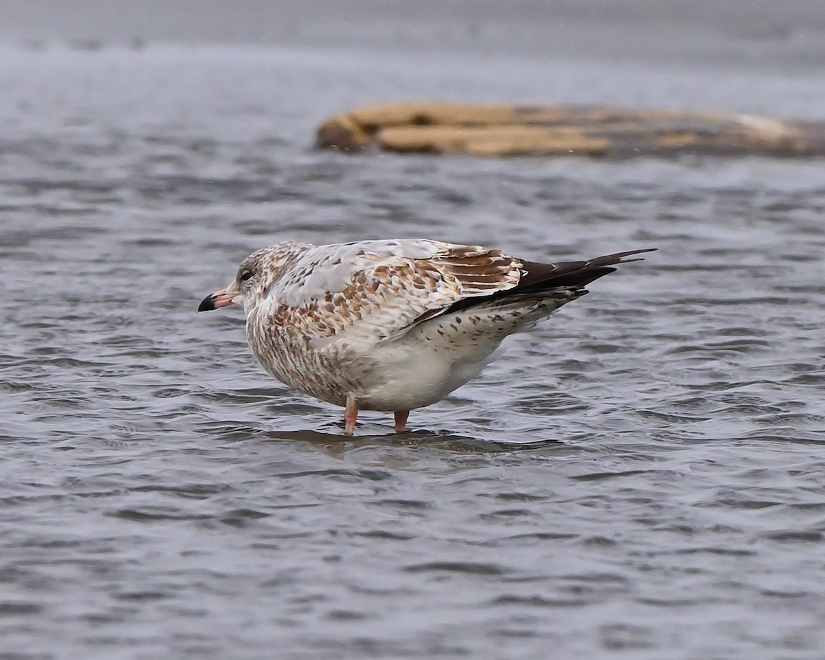 Ring-billed Gull - ML645993279