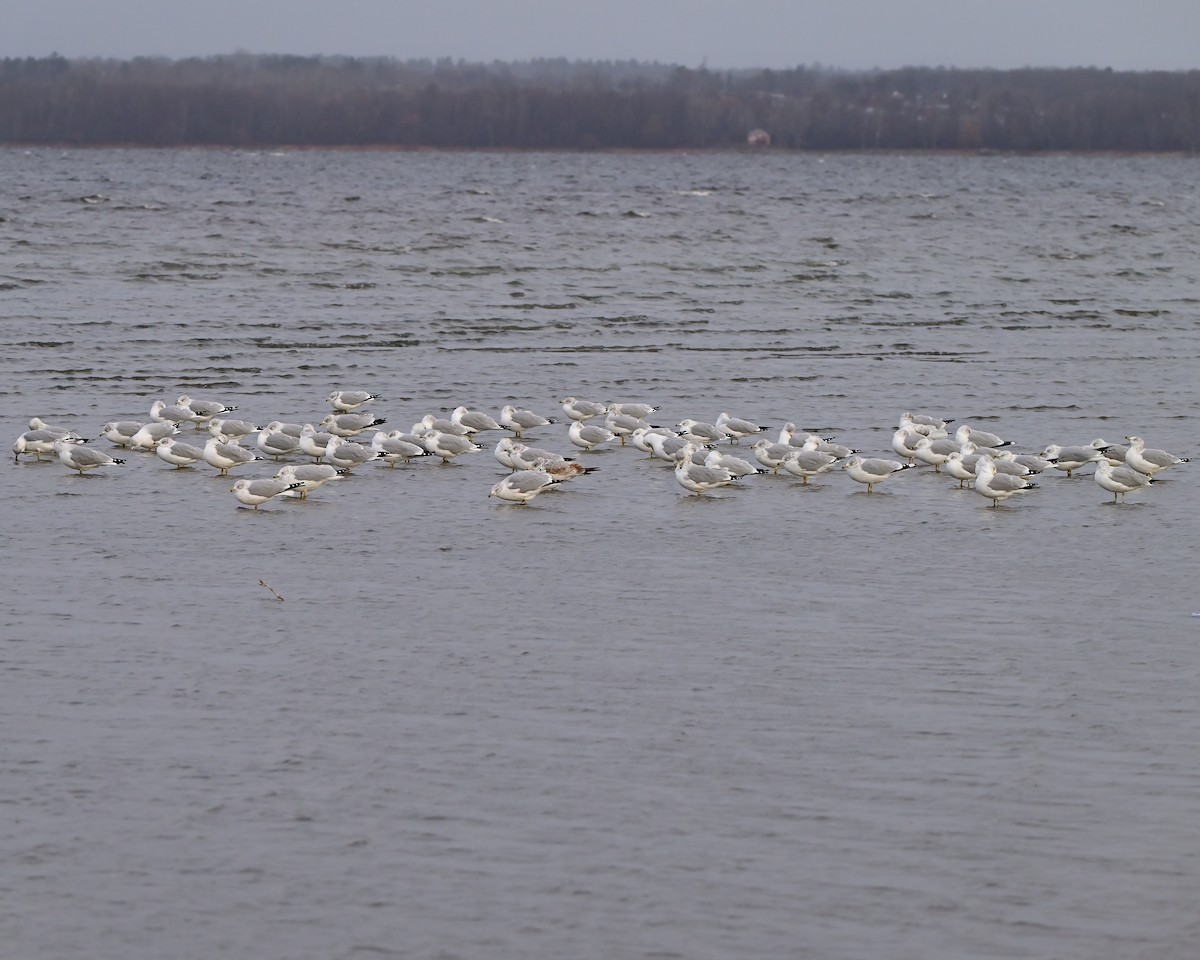 Ring-billed Gull - ML645993280
