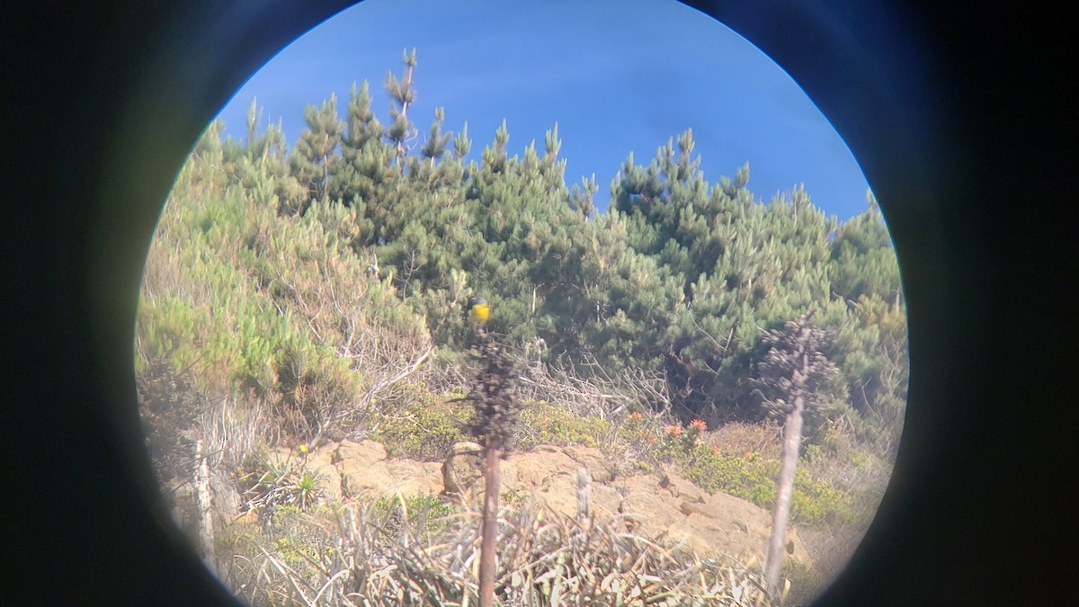 Gray-hooded Sierra Finch - ML645993281