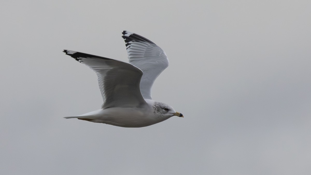 Ring-billed Gull - ML645993285