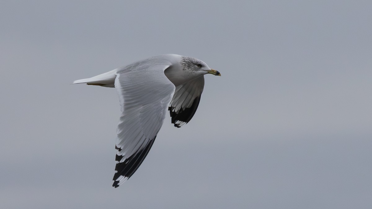Ring-billed Gull - ML645993286