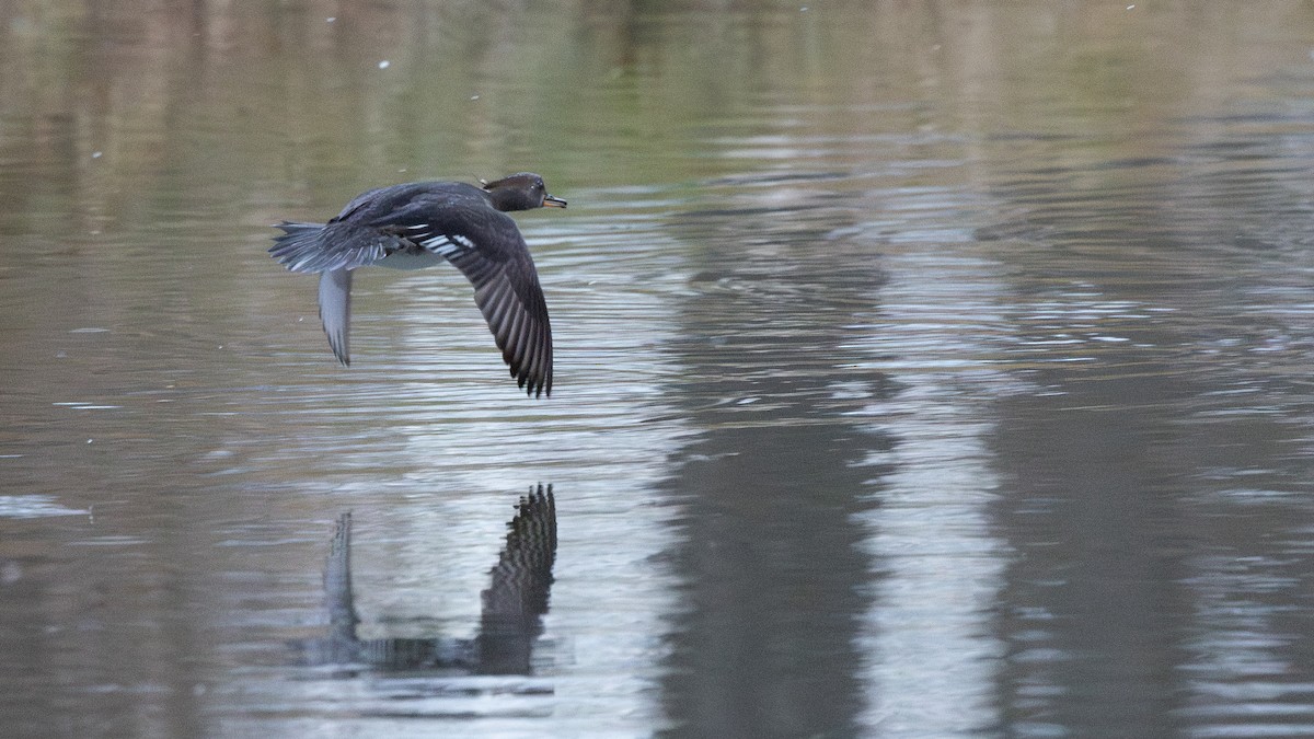 Hooded Merganser - ML645993288