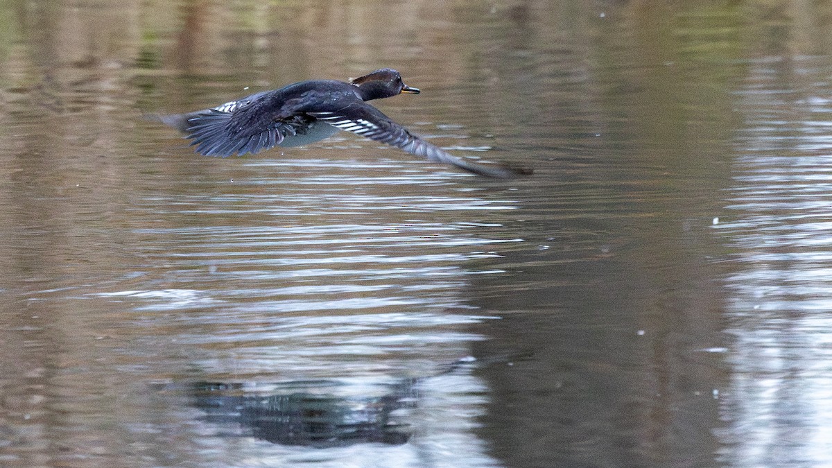 Hooded Merganser - ML645993289