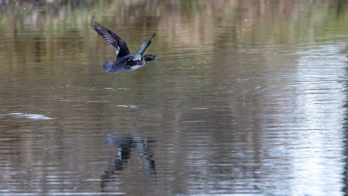 Hooded Merganser - ML645993294