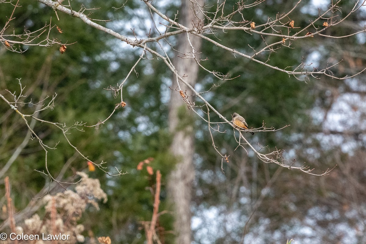 Say's Phoebe - ML645993296