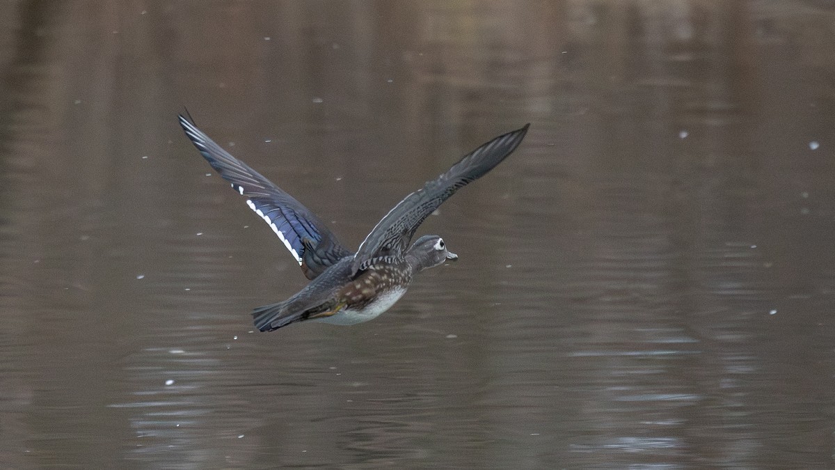 Wood Duck - ML645993298