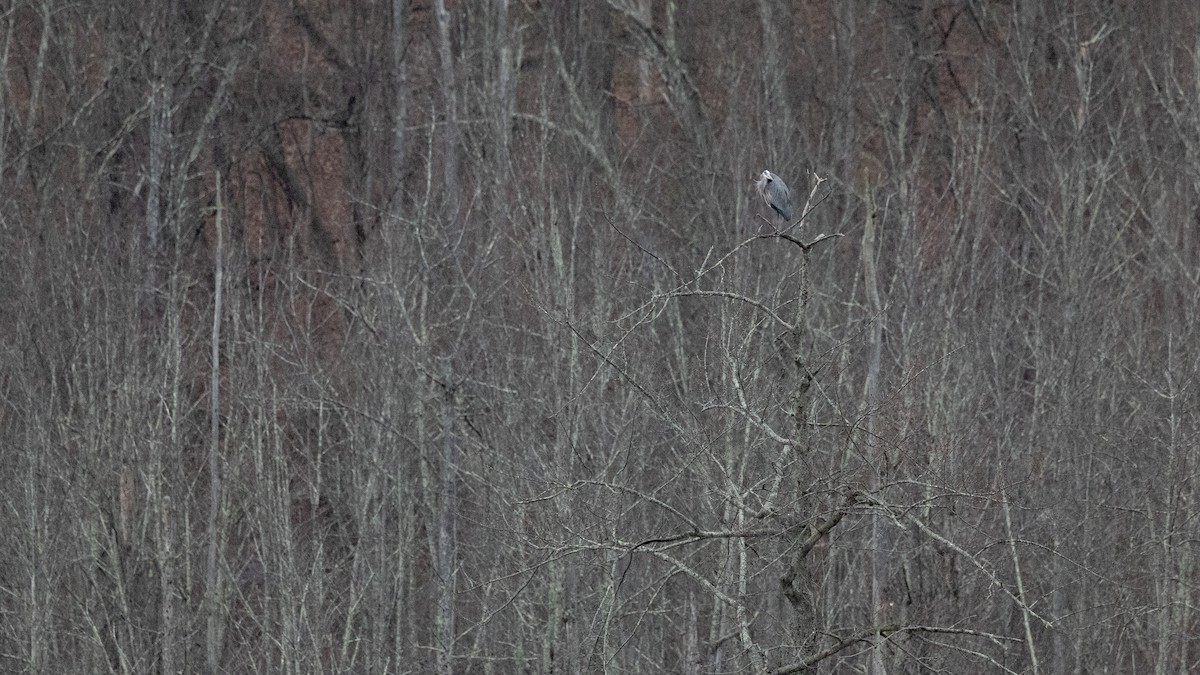 Great Blue Heron (Great Blue) - ML645993301